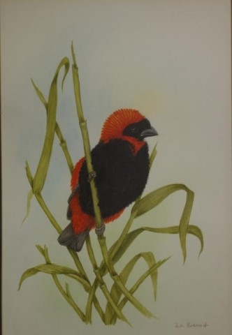 Red-headed bird - Julia Birkhead