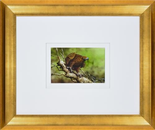 Paul Margocsy | Australian Wedge-tailed Eagle | MutualArt