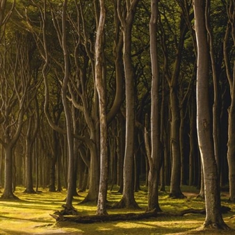 Mat Hennek: Woodlands - Bernheimer Fine Art