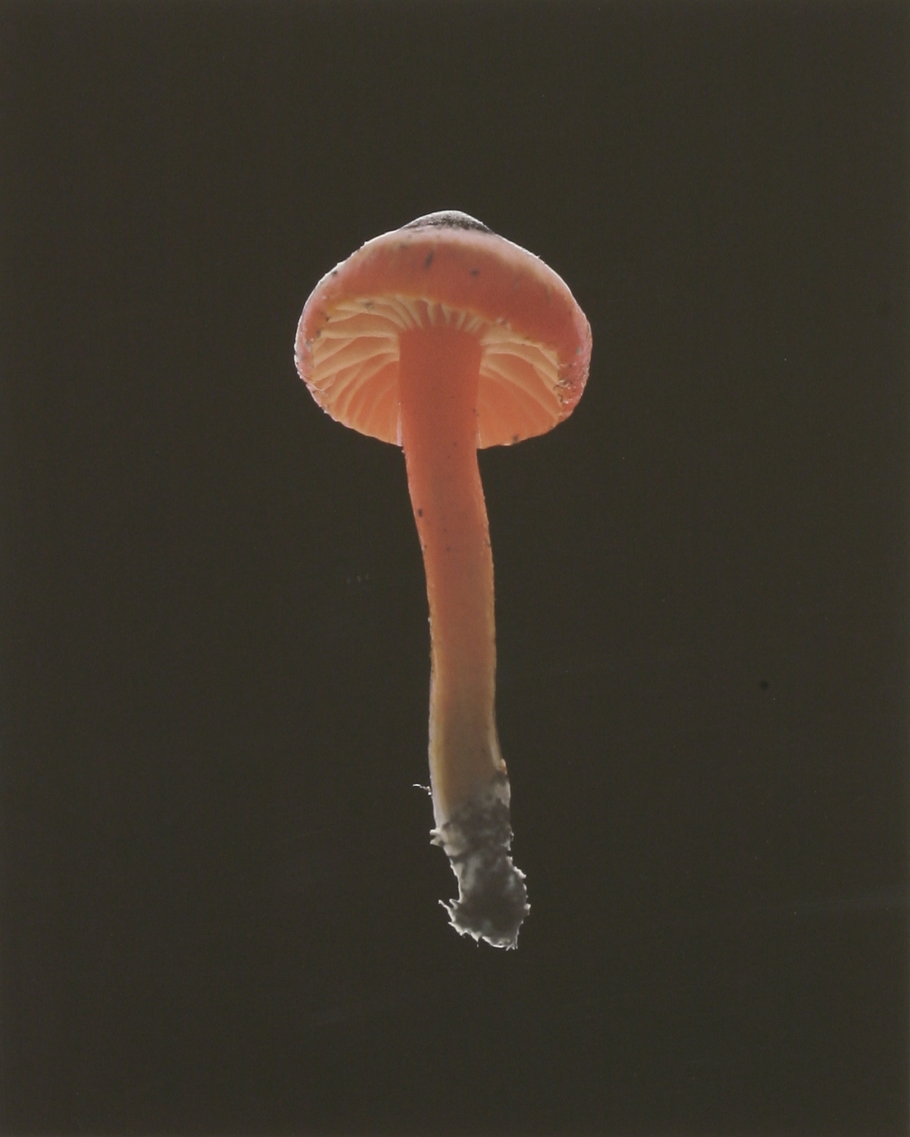 Susan Derges | FRUITBODY (2000) | MutualArt
