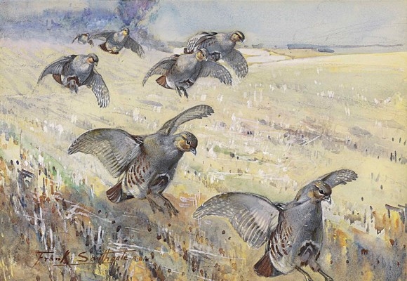 Artwork by Frank Southgate, Partridge alighting on a corn field, Made of pencil and watercolour heightened with bodycolour on paper
