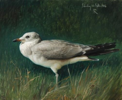 A seagull by Niels Peter Rasmussen, 1906
