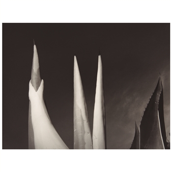 Maguey capado, Mezquital, Hidalgo - Mariana Yampolsky