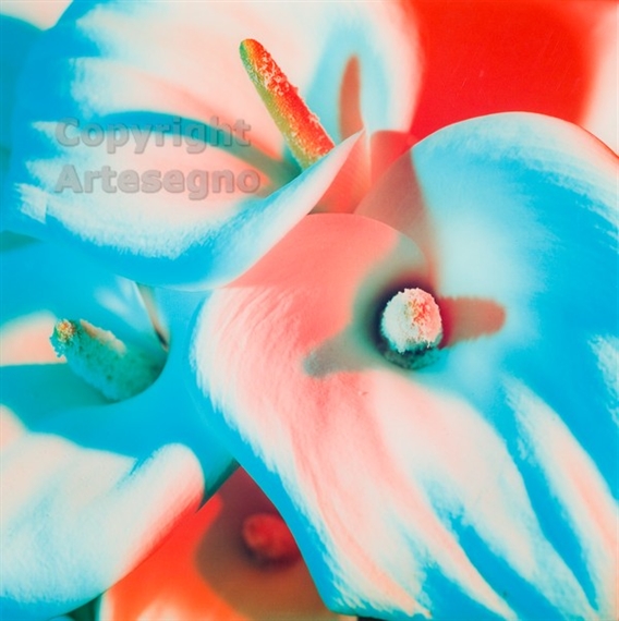 Calla n. 7 - Turchese rosso - Laura Viale