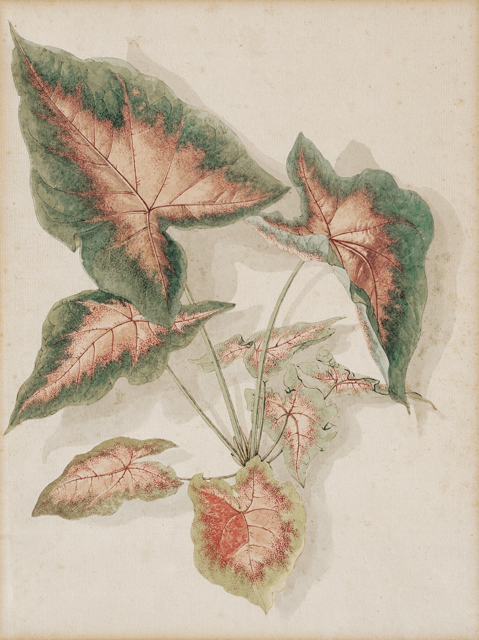 Buntwurz (Caladium bicolor). by Pieter van Loo