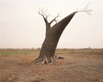 China Tree - Geert Goiris