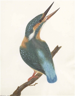 A Kingfisher - William Thomas Lewin
