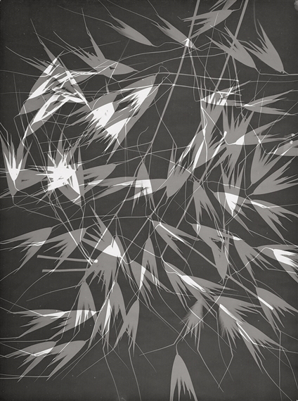 Photograms of wild oats