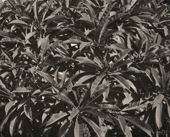 Plant leaves by Lou Landauer, 1942