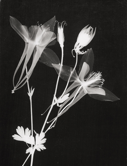 Photograms of flowers
