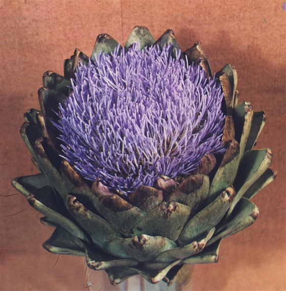 5 works, Selection of color images