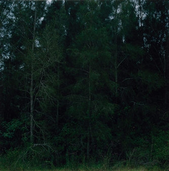 Forest Landscape - Siri Hayes