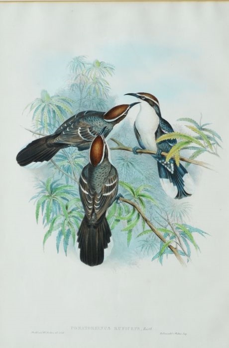 2 works, Pomatorhinus Ruficeps, Birds of Australia, Orthonyx Spinicaudes, Birds of Australia by John Gould