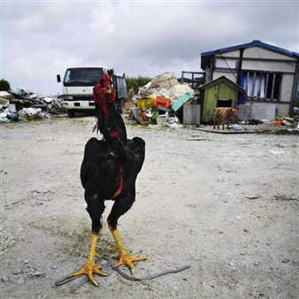 Ryuichi Ishikawa:  zkop: a blessing in disguise - Yamamoto Keiko Rochaix