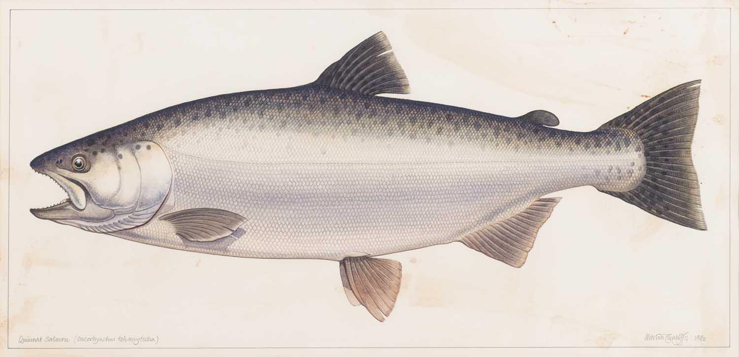Merlin Cunliffe Quinnat Salmon (1980) MutualArt