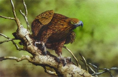 Paul Margocsy | Australian Wedge-tailed Eagle | MutualArt