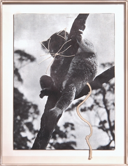 Koala Bear by Eva Koťátková