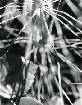 Rose Mandel & Friends - Deborah Bell Photographs