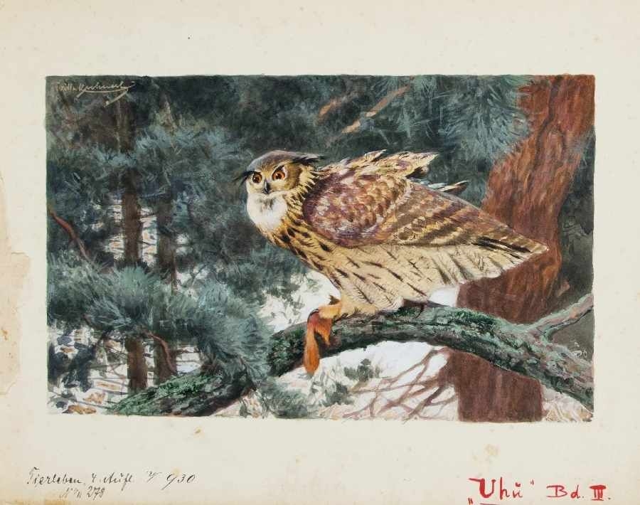 Artwork by Wilhelm Kuhnert, Uhu, Made of watercolor on paper on cardboard