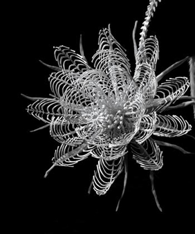 Hideki Tokushige: Honebana - Gallery Kogure, New York