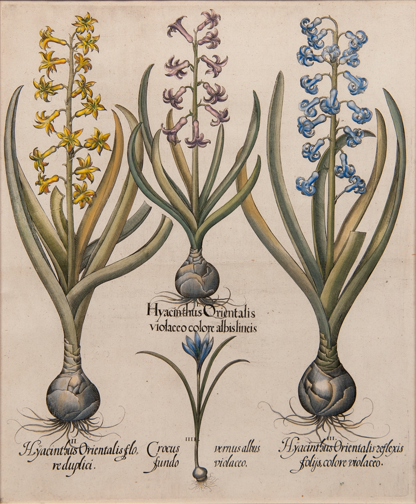 7 Works: Hortus Eystettensis; Narcissus totus luteus by Basilius Besler, 1600