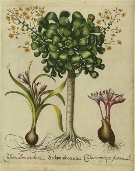 Sedum Arborescens; Colchicum Mixtum Autumnale; Colchicum Album et Rubrum. (Canary Islands Arborescent houseleek; Multiflorous striped colchicum; Colchicum in leaf and flower.) by Basilius Besler, 1640