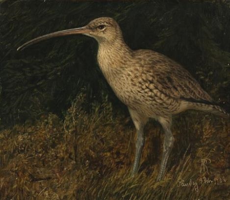 A Curlew Standing in the Grass by Niels Peter Rasmussen, 1908
