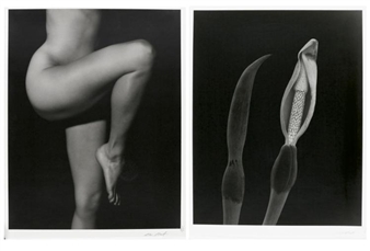 Nude 1991, Untitled (Flower) 2010 - Chris Cheetham