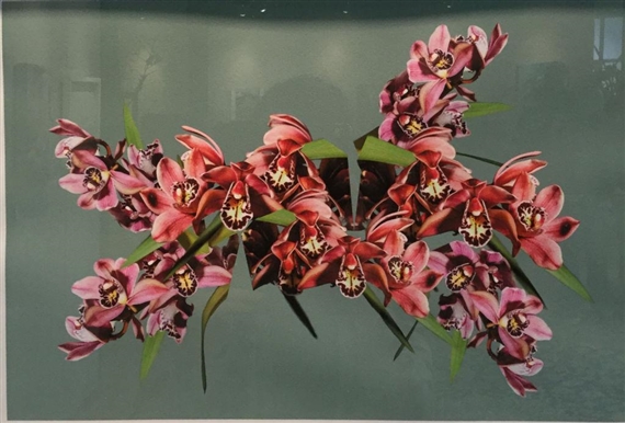 CUT FLOWER - Steven Bosch