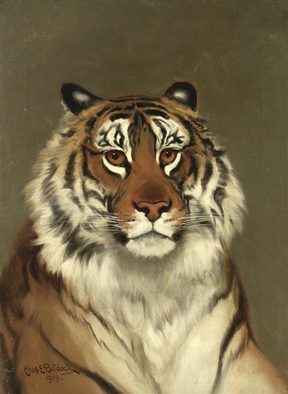 Study of a tiger by Charles Edwin M. Baldock, 1919