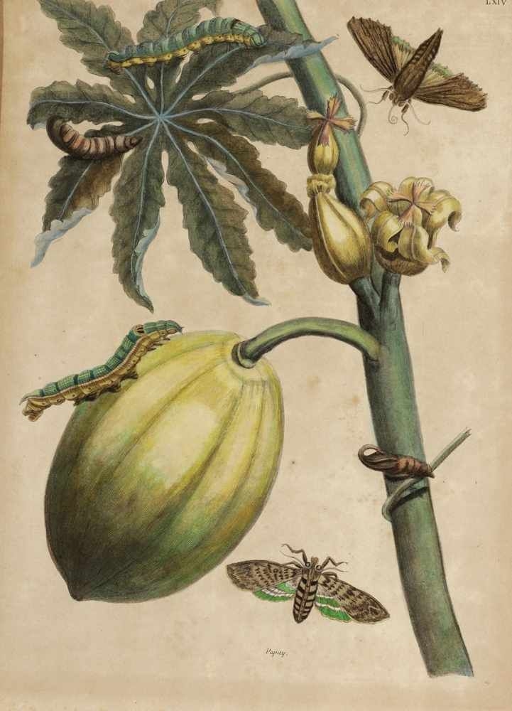 Maria Sibylla Merian Papay MutualArt