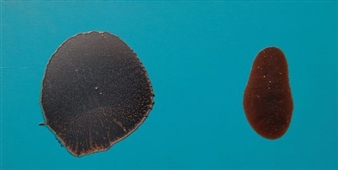 Ten 10: Figuration and Abstraction - Belgrave St. Ives