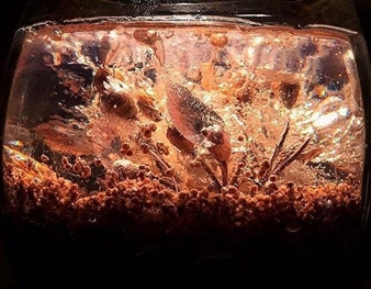 Catalina Lam: Secret Garden - The Crypt Gallery