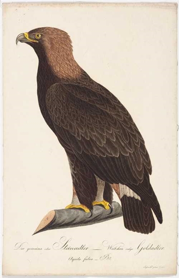 der wanderfalke, junges weibchen der wanderfalke, altes mannchen by Johann Theodor Susemihl