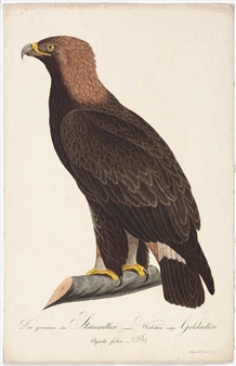 der wanderfalke, junges weibchen der wanderfalke, altes mannchen - Johann Theodor Susemihl