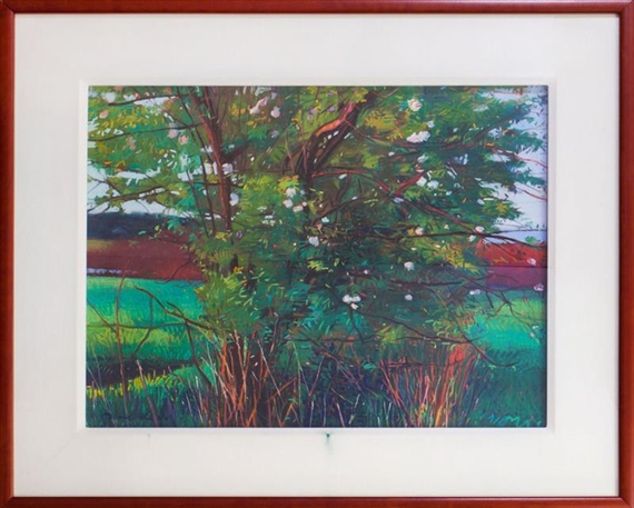 APPLE IN MORNING LIGHT by Charles Basham, 1994