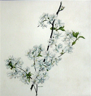 Spring Blossom; Peony - Caren Heine