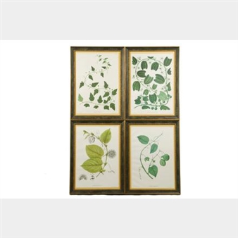 4 works, Passion Flowers and Begonias of South America - José Celestino Mutis