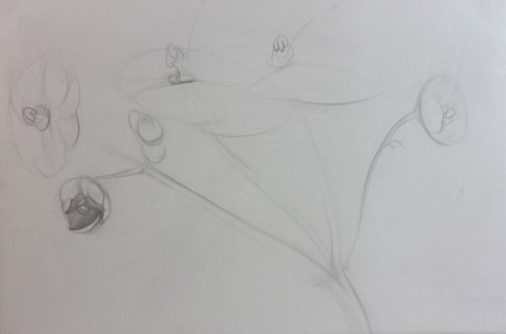 Artwork by Philip Grausman, Violets, Made of Pencil on paper