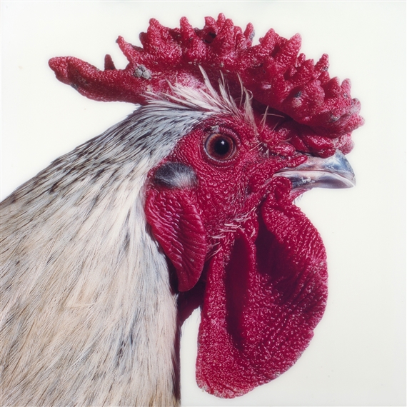Mechelse Redcap from the Cosmopolitan Chicken Project by Koen Vanmechelen, 2001