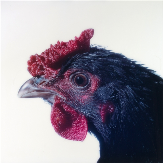 Mechelse Redcap from the Cosmopolitan Chicken Project by Koen Vanmechelen, 2001