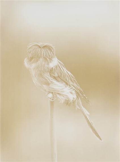 Canaries by Carsten Höller, 2009