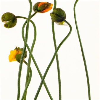 Group Exhibition - Rosenbaum Contemporary, Bal Harbour