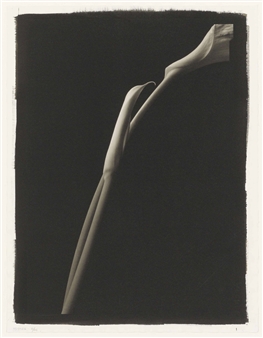 Still Life #636 - Kenro Izu