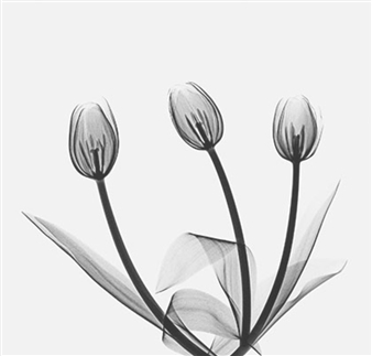 Photography Now - The Brick Lane Gallery (Brick Lane)