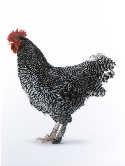 Mechelse Koekoek by Koen Vanmechelen, 2000