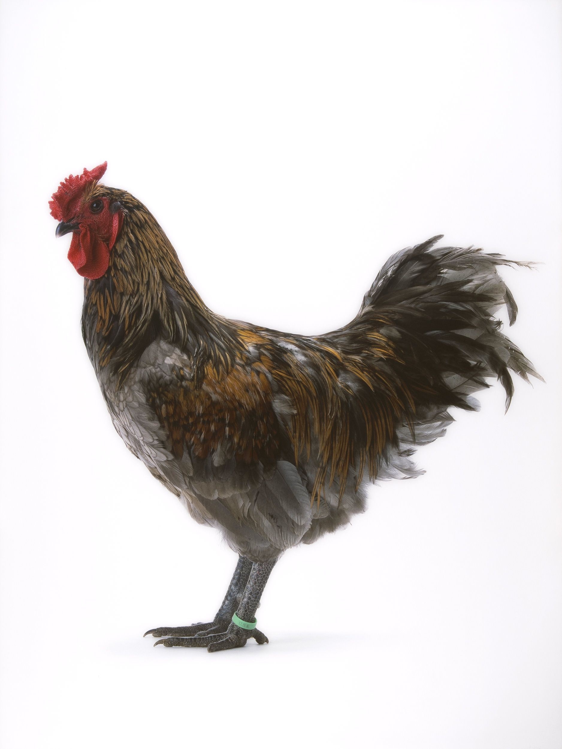 Artwork by Koen Vanmechelen, Mechelse Giant, Made of Lambdaprint between plexiglass