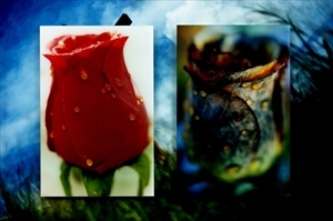 Set of 3, Flowers by Mika Ninagawa, 2005