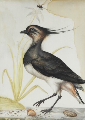 A Northern Lapwing by Maria Sibylla Merian