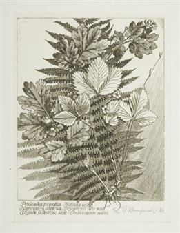 A common Wild strawberry, Sudice, Greater Celandine - Stanislaw Kluczykowski